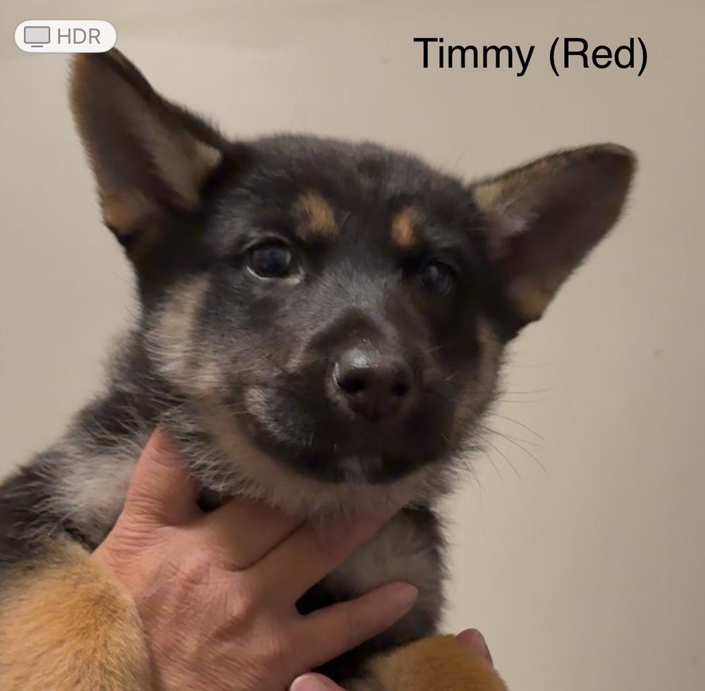 Puppy Timmy, a Adoptable mixed breed in Fulton, CA image 2/3