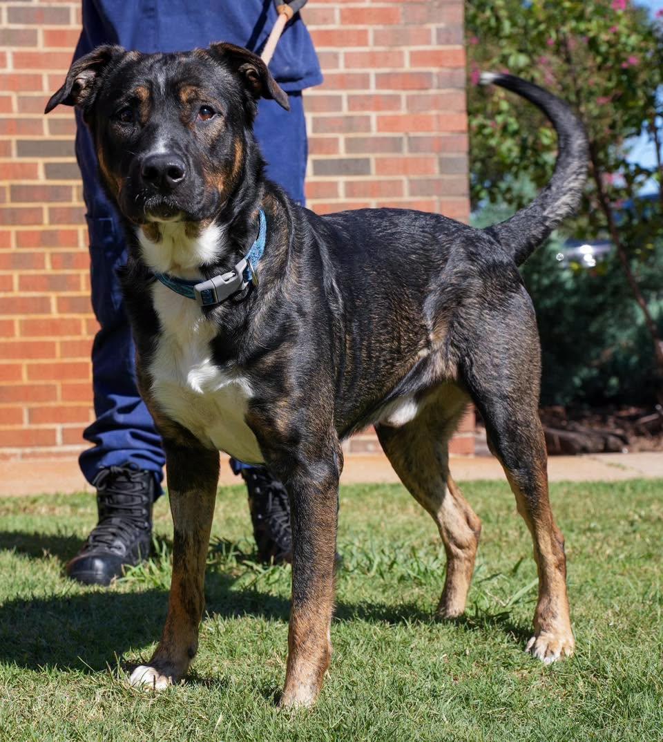 Enlarge Dobey, a Adoptable mixed breed in Stillwater, OK image 2/2