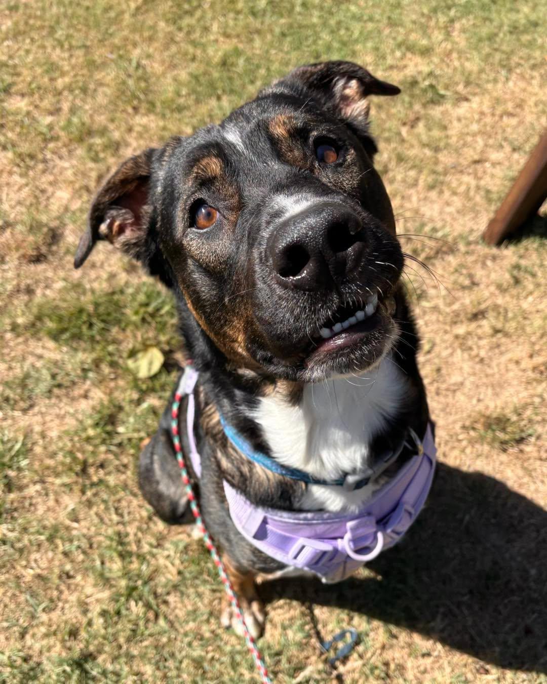 Dobey, Adoptable, Adult Male Shepherd.