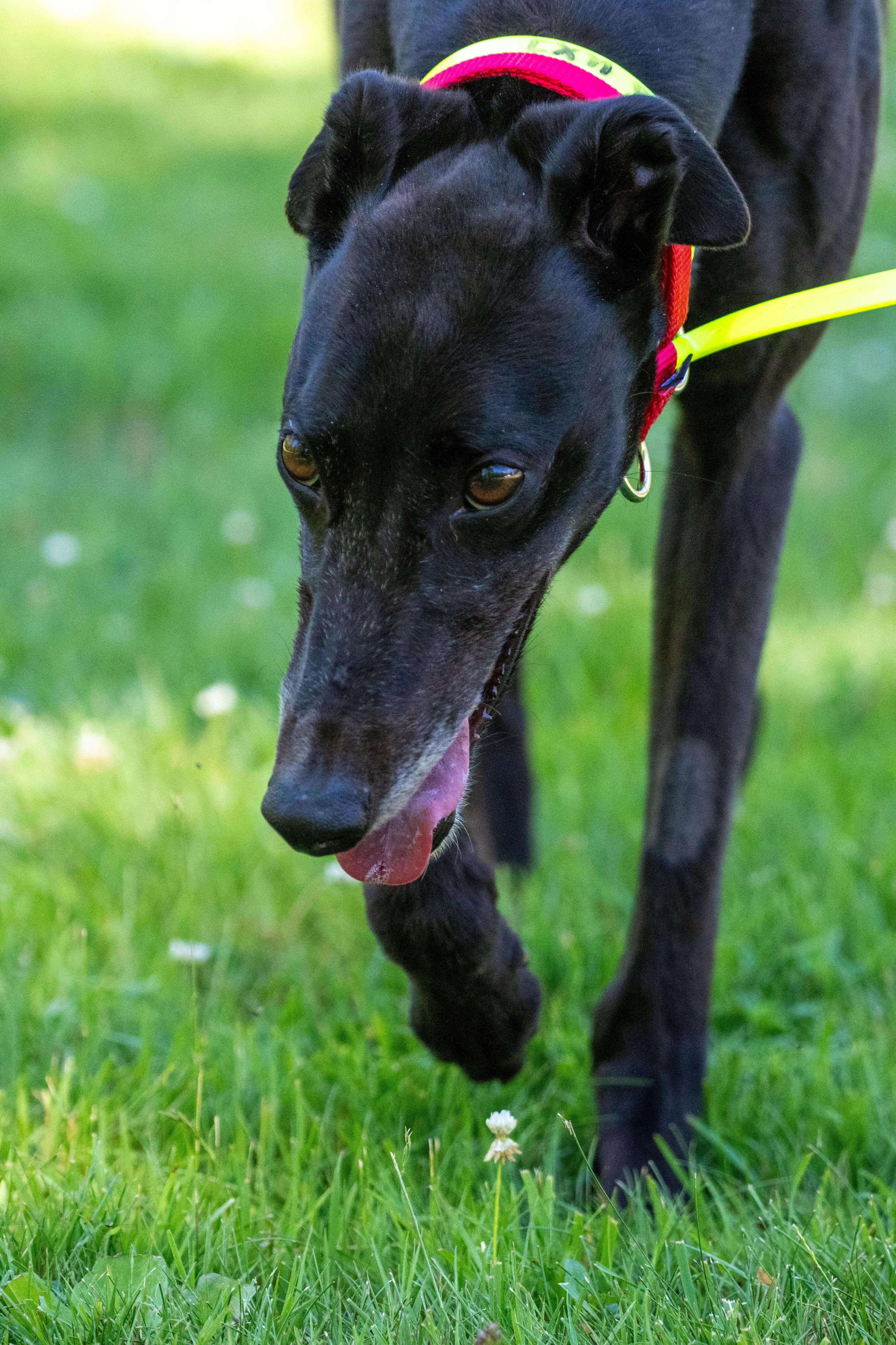 Enlarge Rockmount Maggie "Maggie", a Adopted Greyhound in Chagrin Falls, OH image 1/6