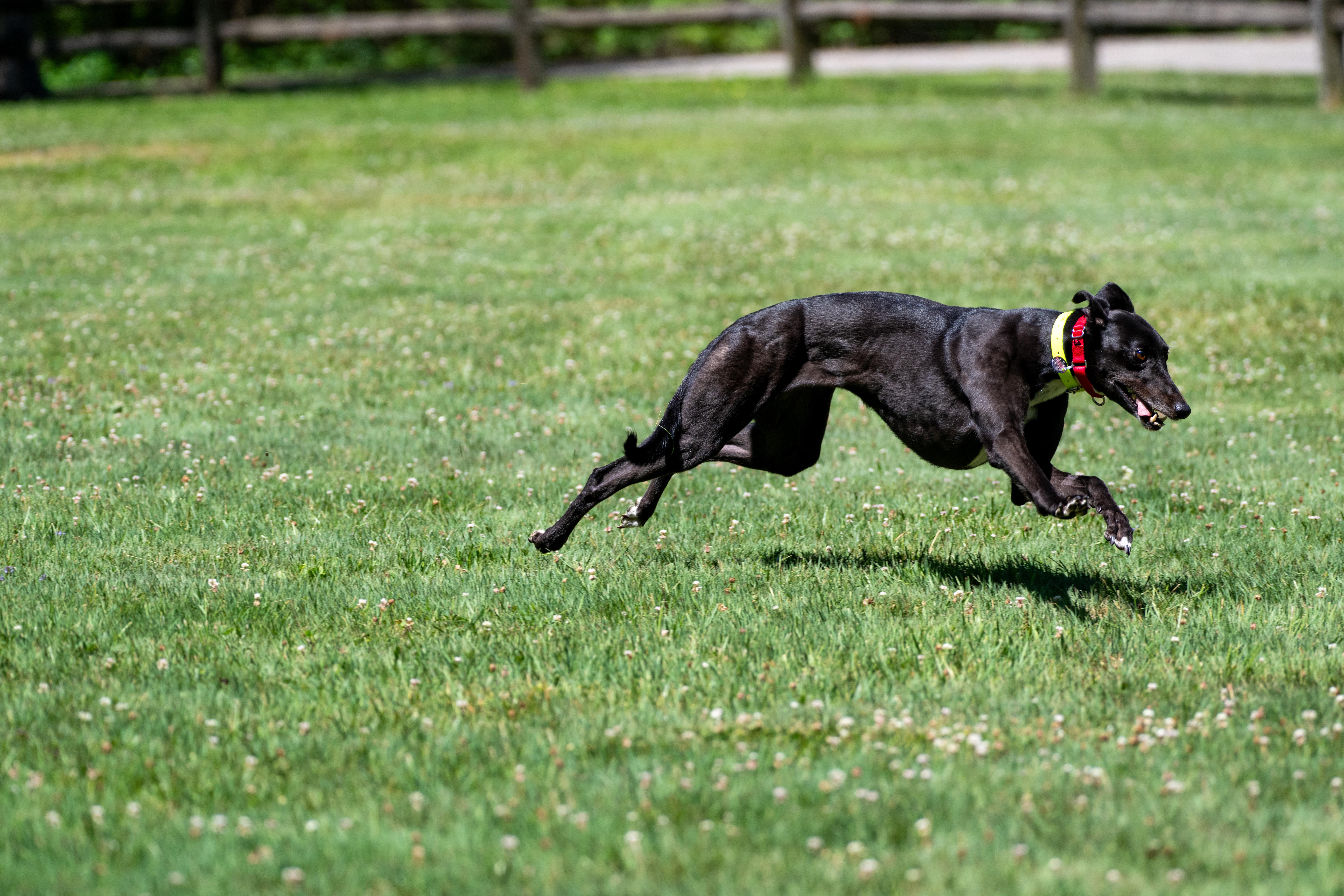 Enlarge Rockmount Maggie "Maggie", a Adopted Greyhound in Chagrin Falls, OH image 3/6