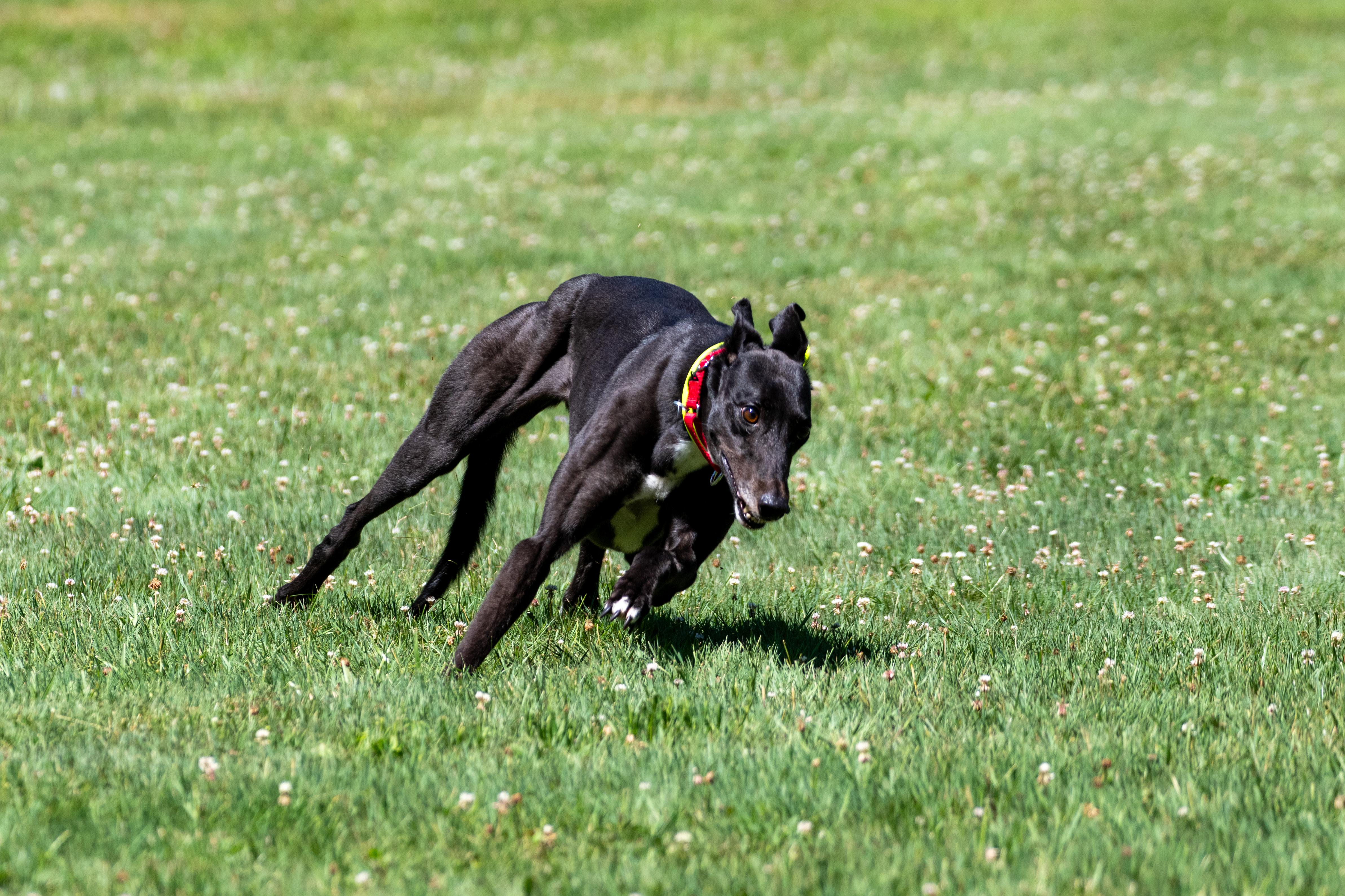 Enlarge Rockmount Maggie "Maggie", a Adopted Greyhound in Chagrin Falls, OH image 4/6