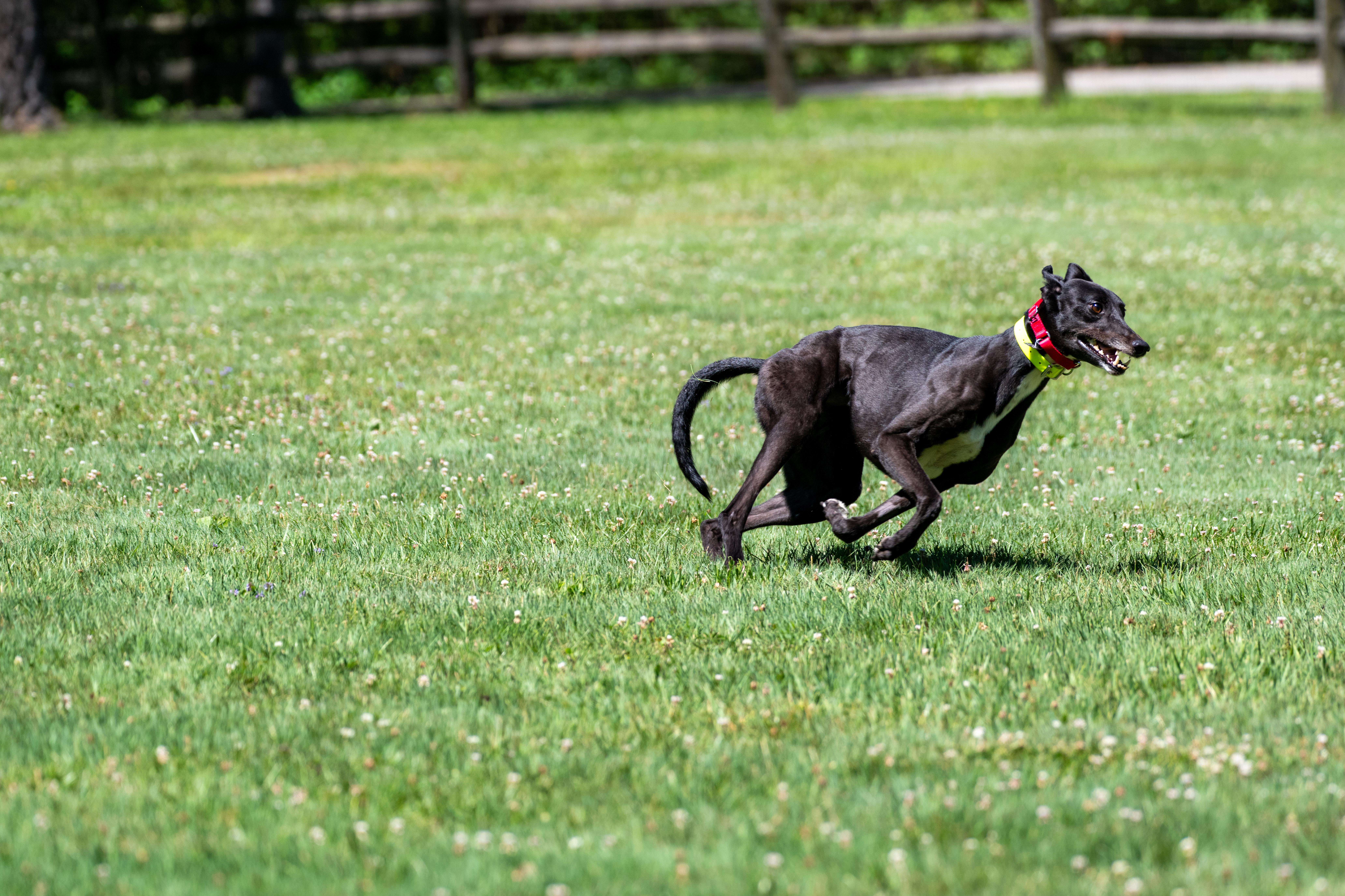 Enlarge Rockmount Maggie "Maggie", a Adopted Greyhound in Chagrin Falls, OH image 2/6
