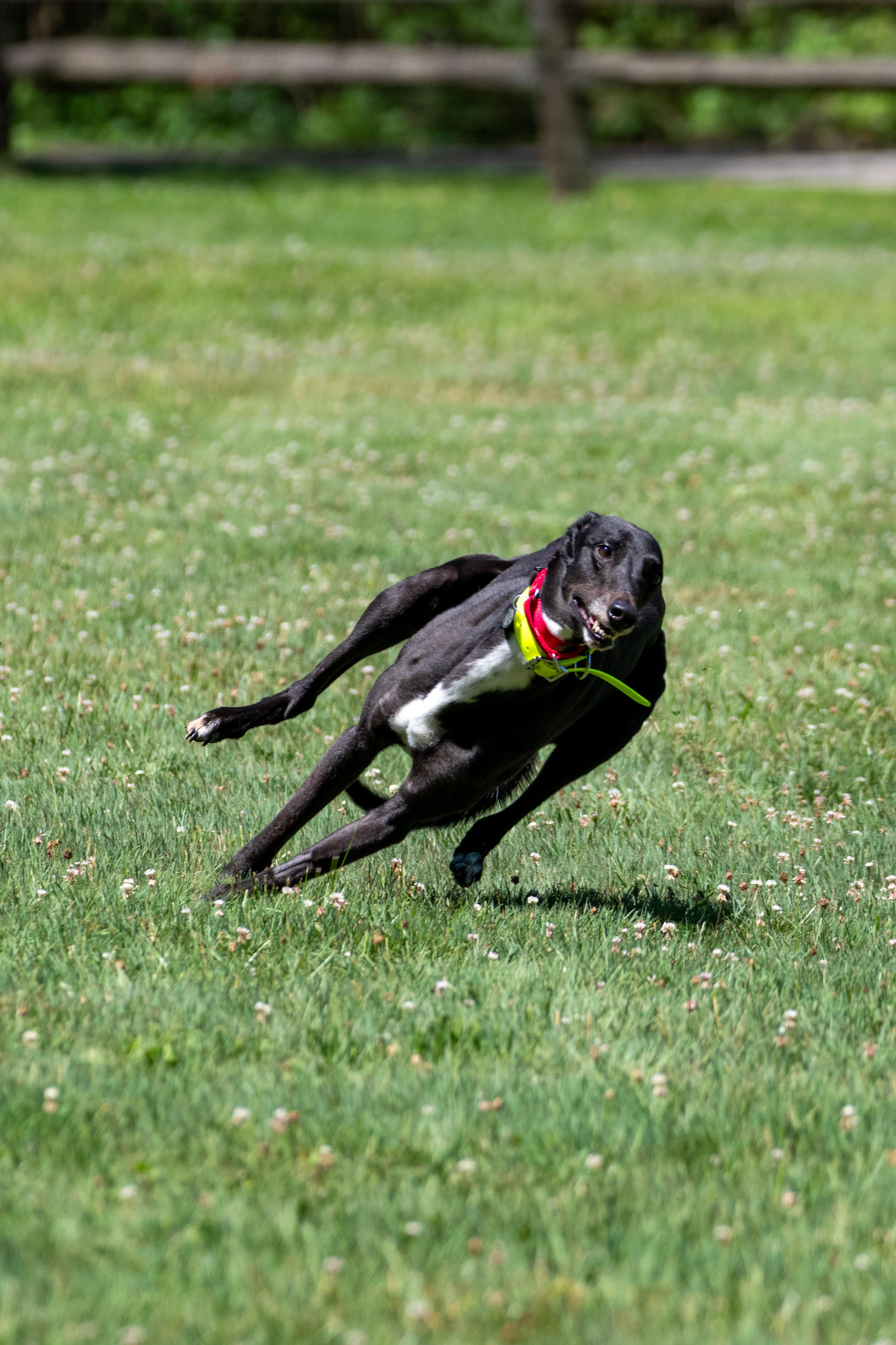 Enlarge Rockmount Maggie "Maggie", a Adopted Greyhound in Chagrin Falls, OH image 5/6