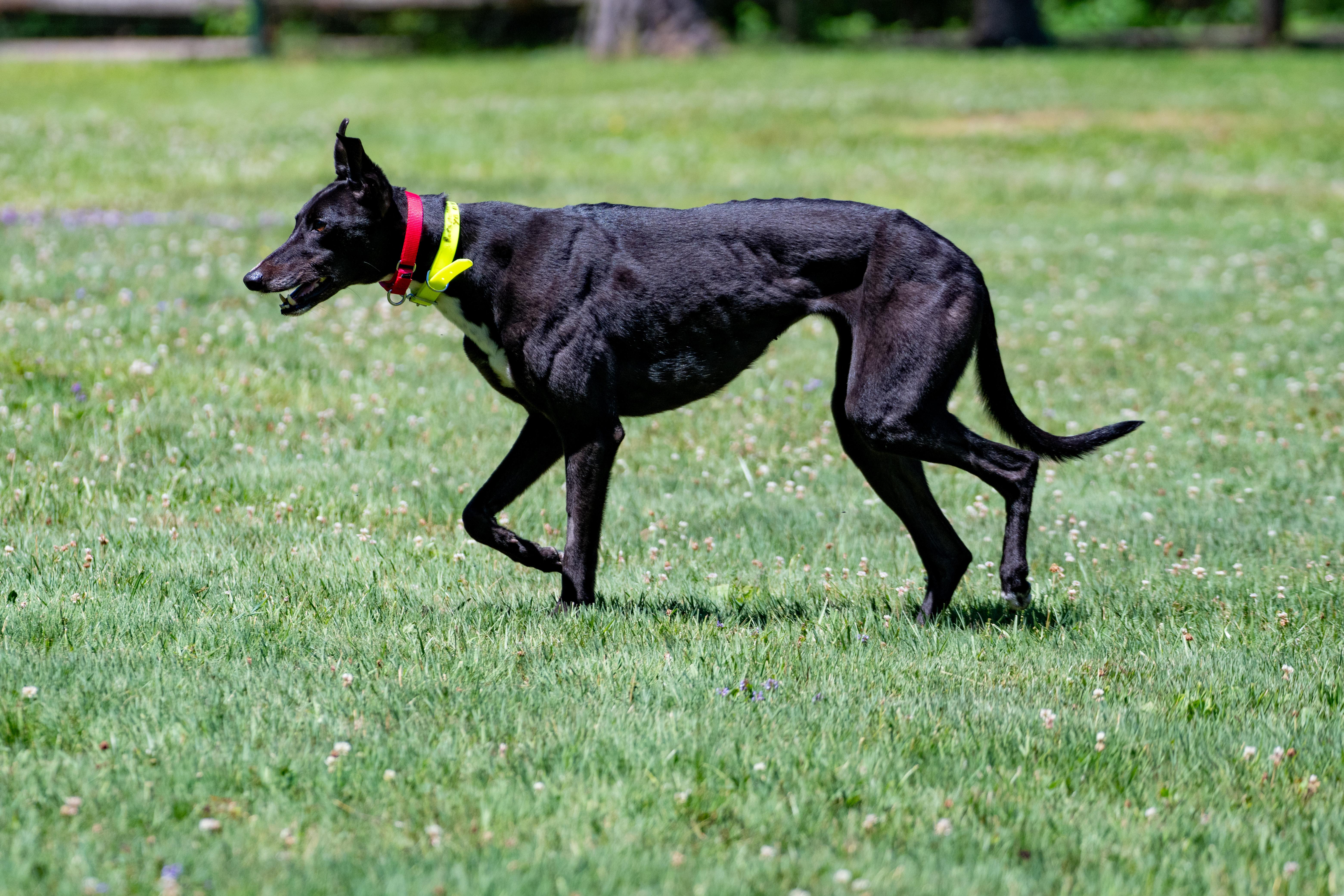 Enlarge Rockmount Maggie "Maggie", a Adopted Greyhound in Chagrin Falls, OH image 6/6