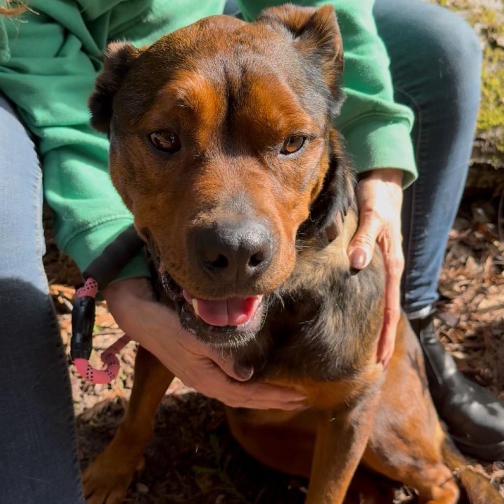 Cutie Pie, Adoptable, Adult Female Mixed Breed.