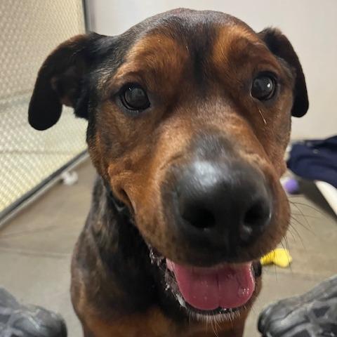 Cutie Pie, a Adoptable Mixed Breed in Fort Bragg, CA image 2/4