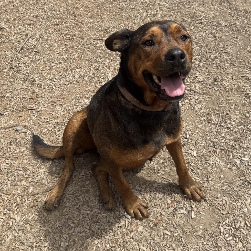 Enlarge Cutie Pie, a Adoptable Mixed Breed in Fort Bragg, CA image 2/6