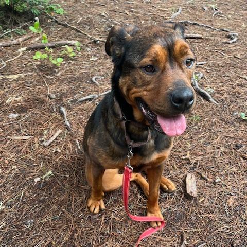 Cutie Pie, a Adoptable Mixed Breed in Fort Bragg, CA image 3/4