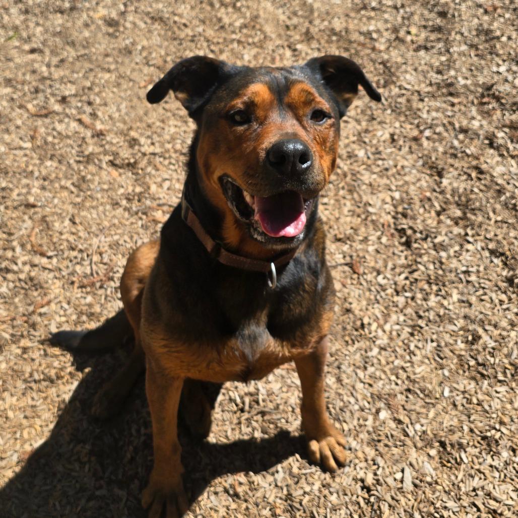 Enlarge Cutie Pie, a Adoptable Mixed Breed in Fort Bragg, CA image 4/6