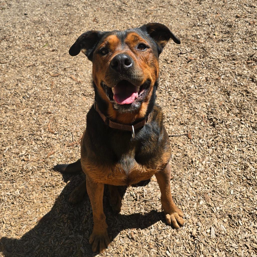 Enlarge Cutie Pie, a Adoptable Mixed Breed in Fort Bragg, CA image 4/6