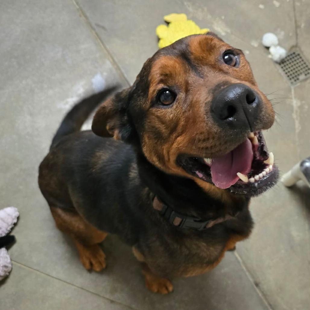 Cutie Pie, a Adoptable Mixed Breed in Fort Bragg, CA image 4/4