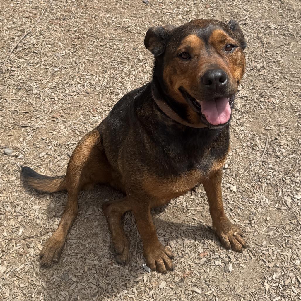 Enlarge Cutie Pie, a Adoptable Mixed Breed in Fort Bragg, CA image 6/6