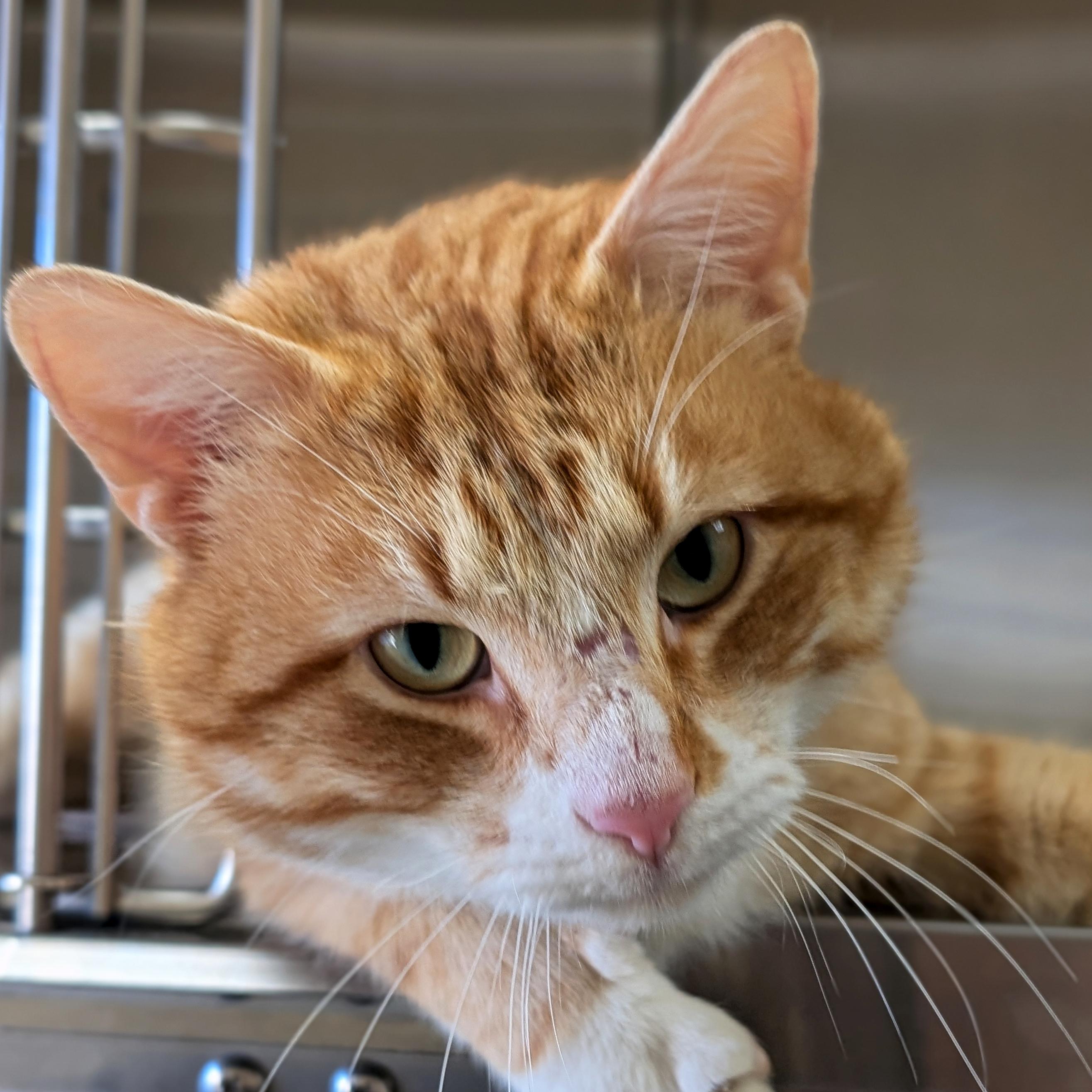 Benito, ADOPTABLE, Adult Male Domestic Short Hair.
