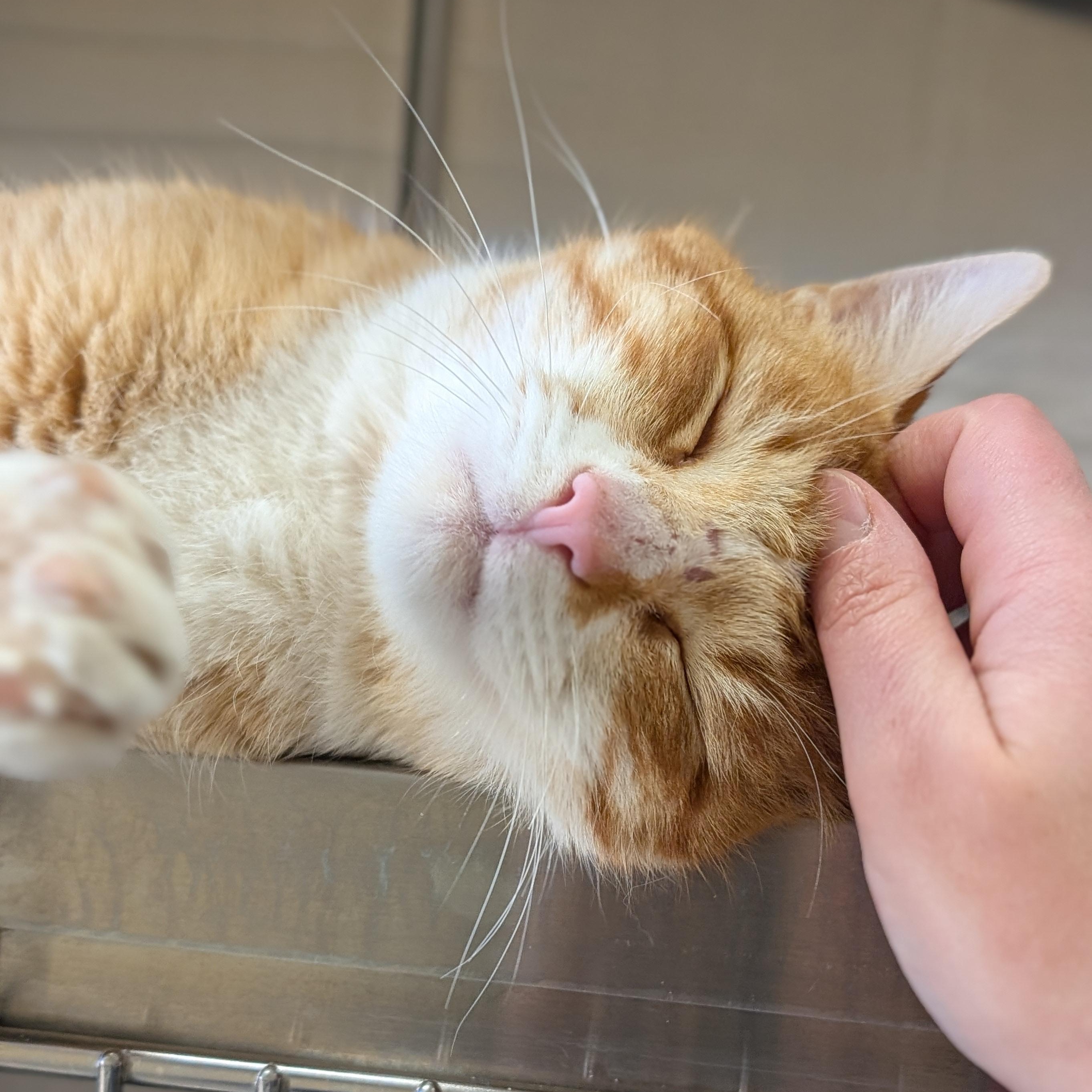 Enlarge Benito, a ADOPTABLE Domestic Short Hair in Jefferson, WI image 2/4