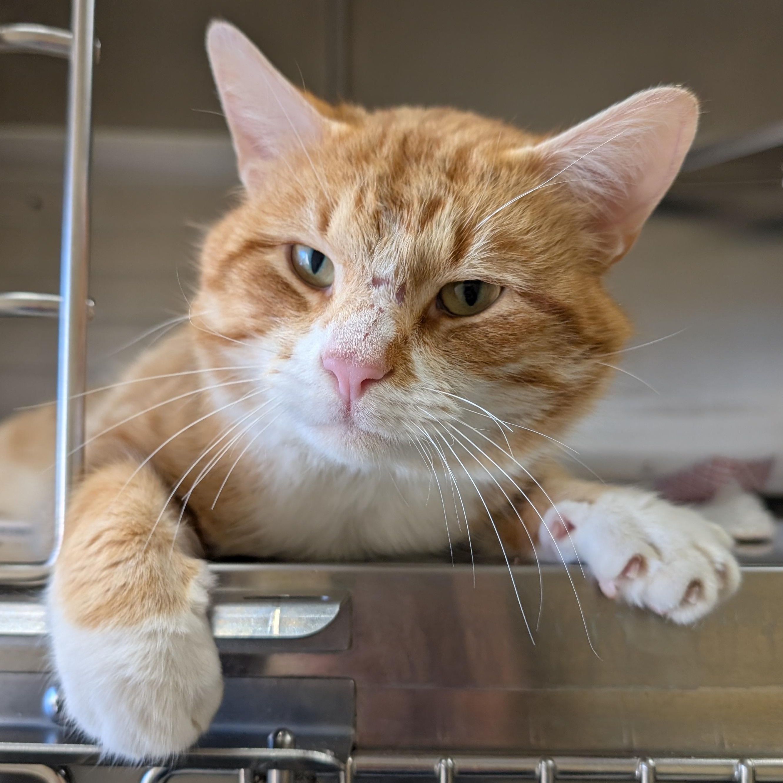 Enlarge Benito, a ADOPTABLE Domestic Short Hair in Jefferson, WI image 4/4