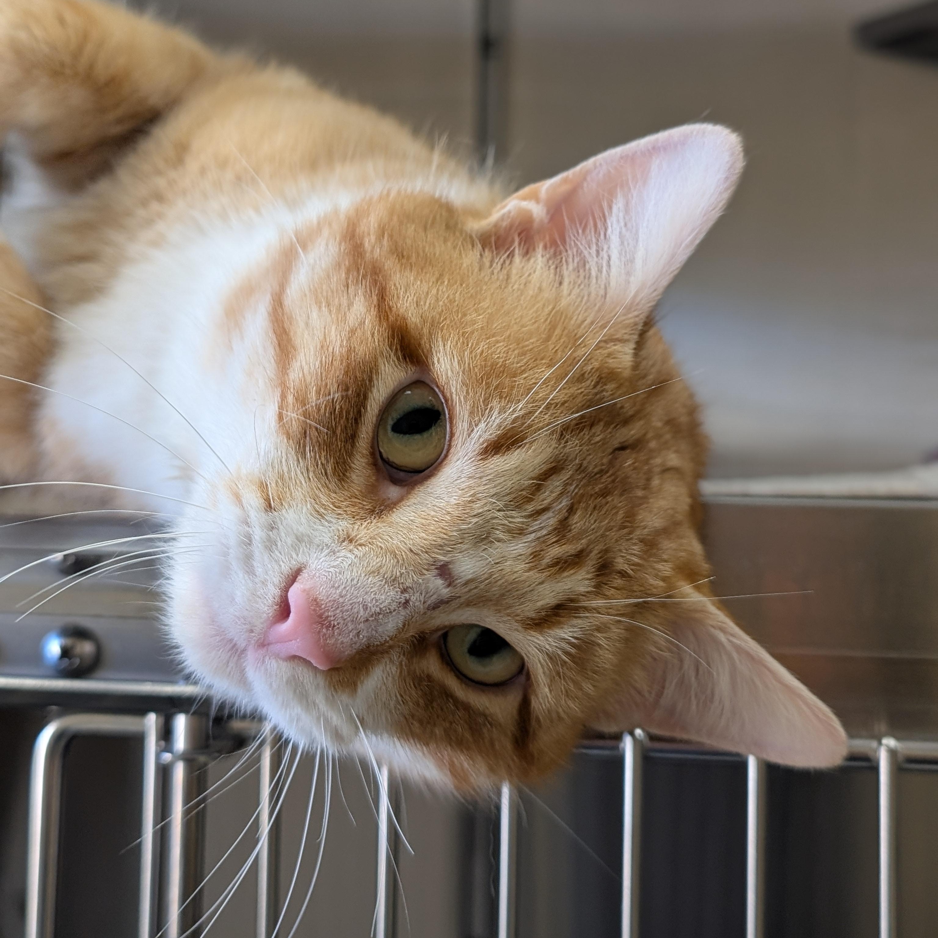 Enlarge Benito, a ADOPTABLE Domestic Short Hair in Jefferson, WI image 3/4