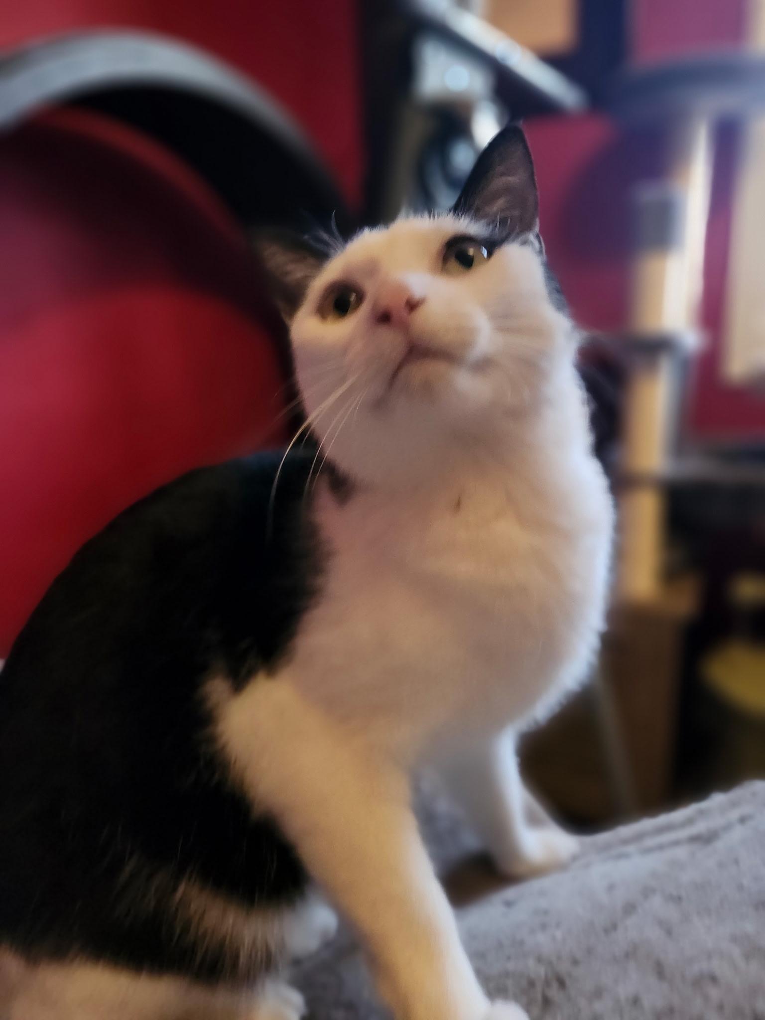 Enlarge Ethan, a Adoptable Domestic Short Hair in Washington, DC image 3/3