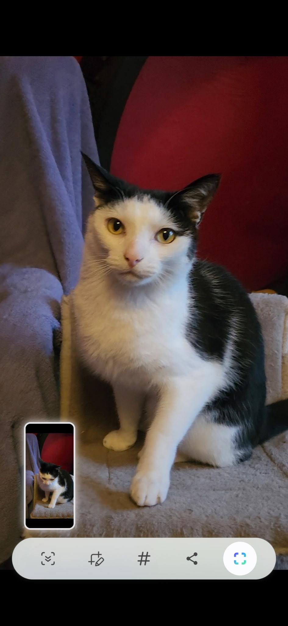 Enlarge Ethan, a Adoptable Domestic Short Hair in Washington, DC image 2/3