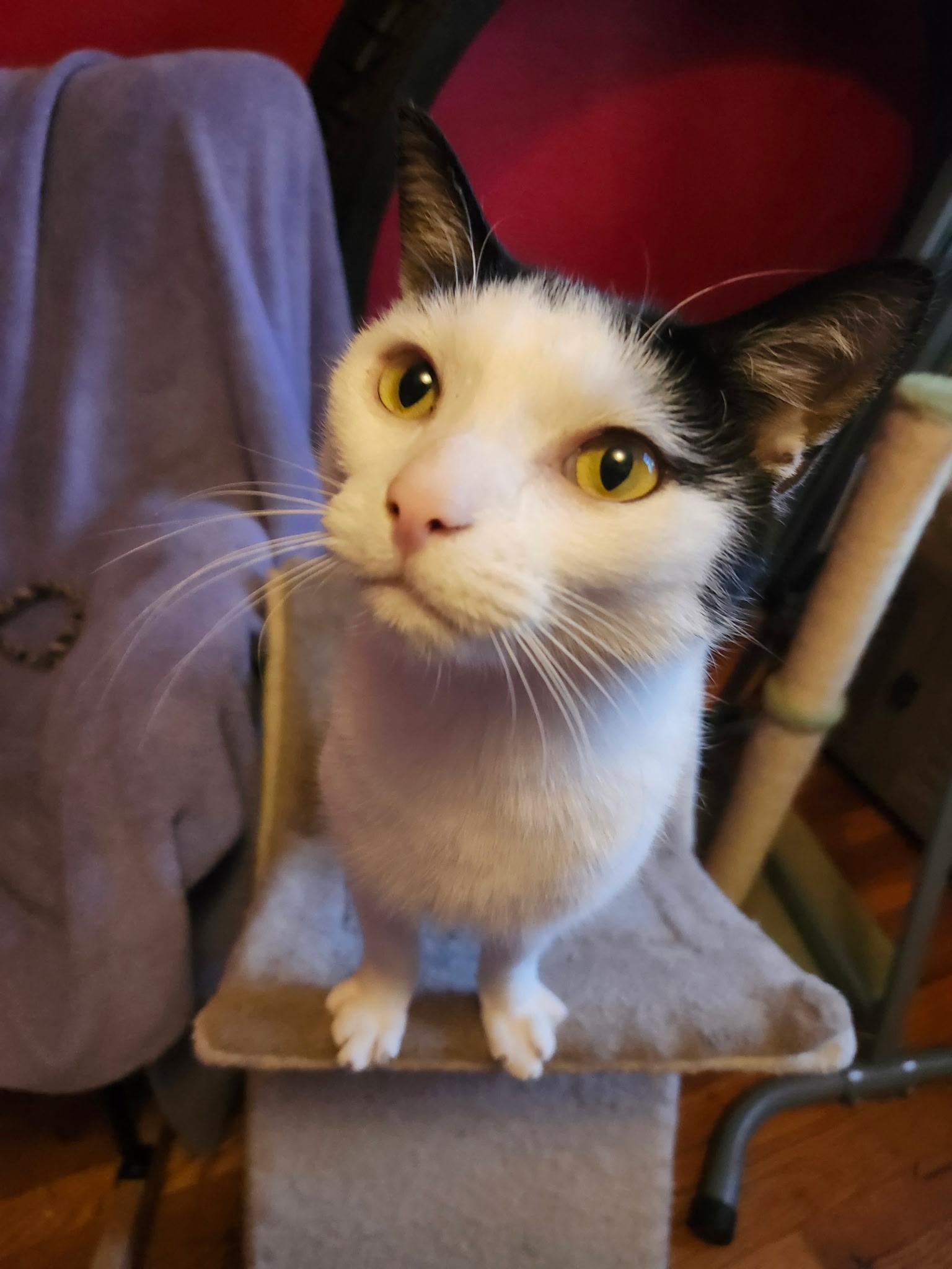 Enlarge Ethan, a Adoptable Domestic Short Hair in Washington, DC image 1/3