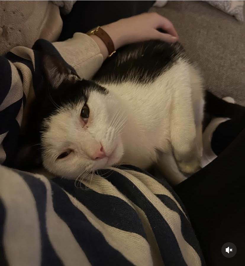 Ethan, Adoptable, Adult Male Domestic Short Hair.