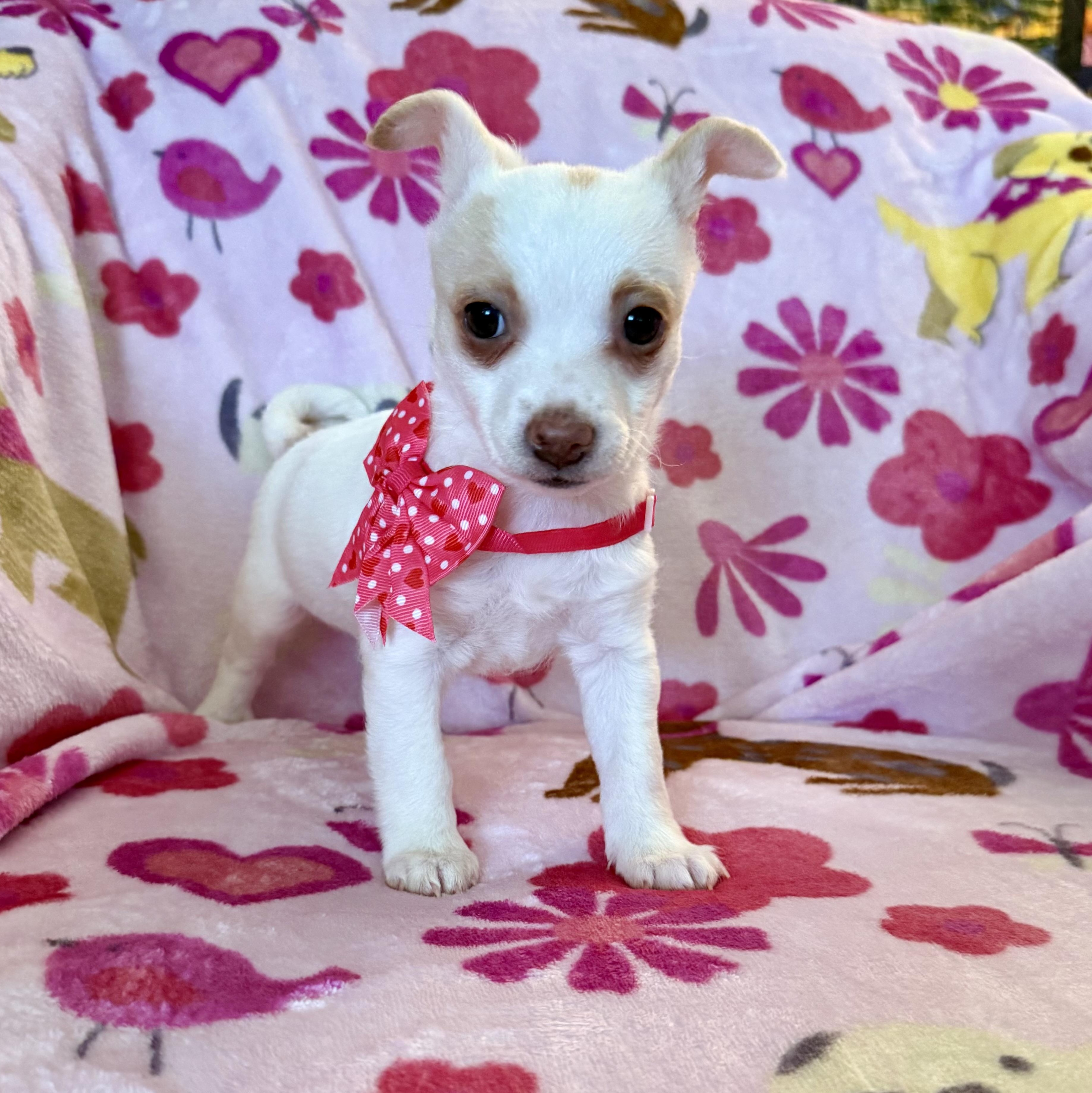 Opal, an adopted mixed breed in citrus heights, CA image 4/4