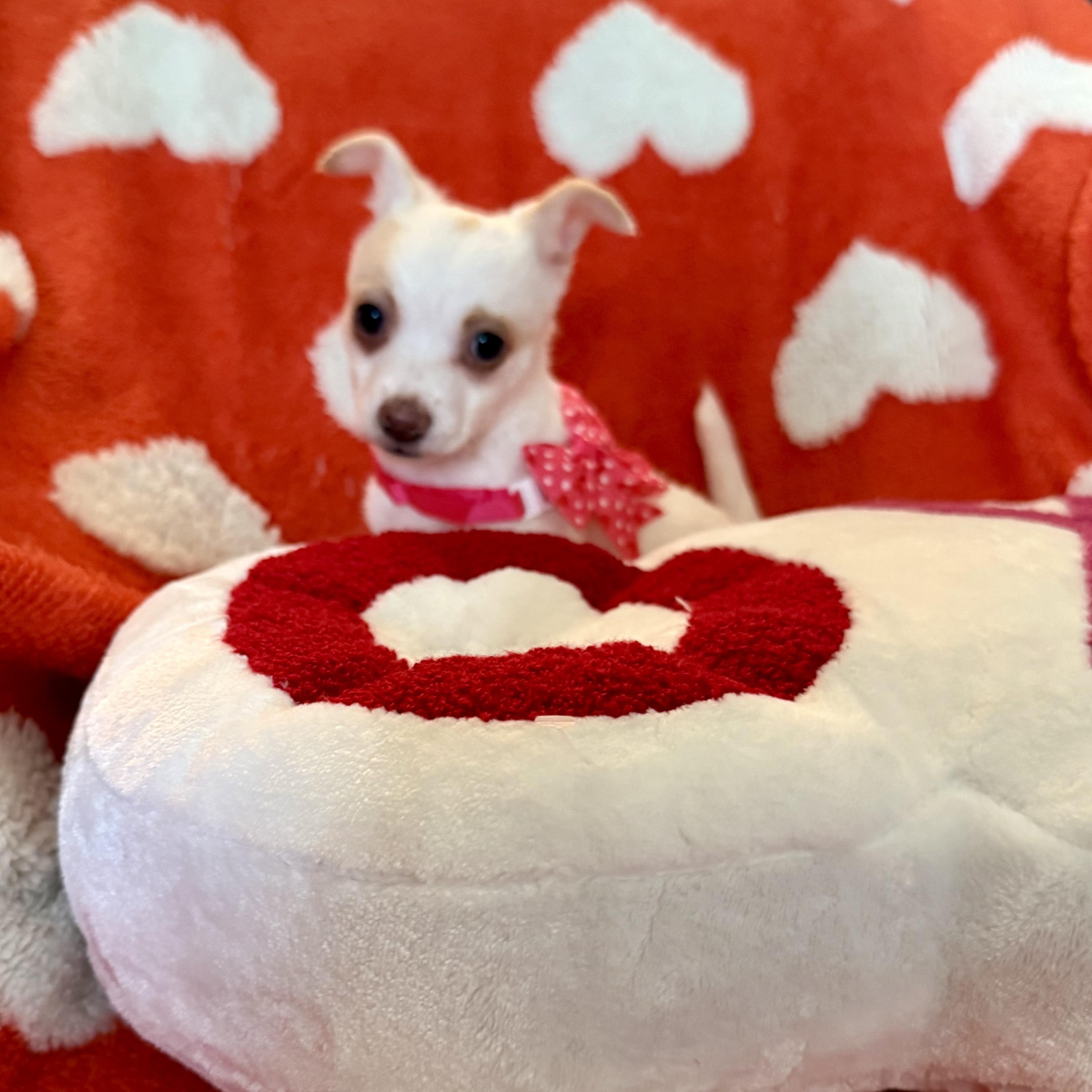 Opal, an adopted mixed breed in citrus heights, CA image 1/4