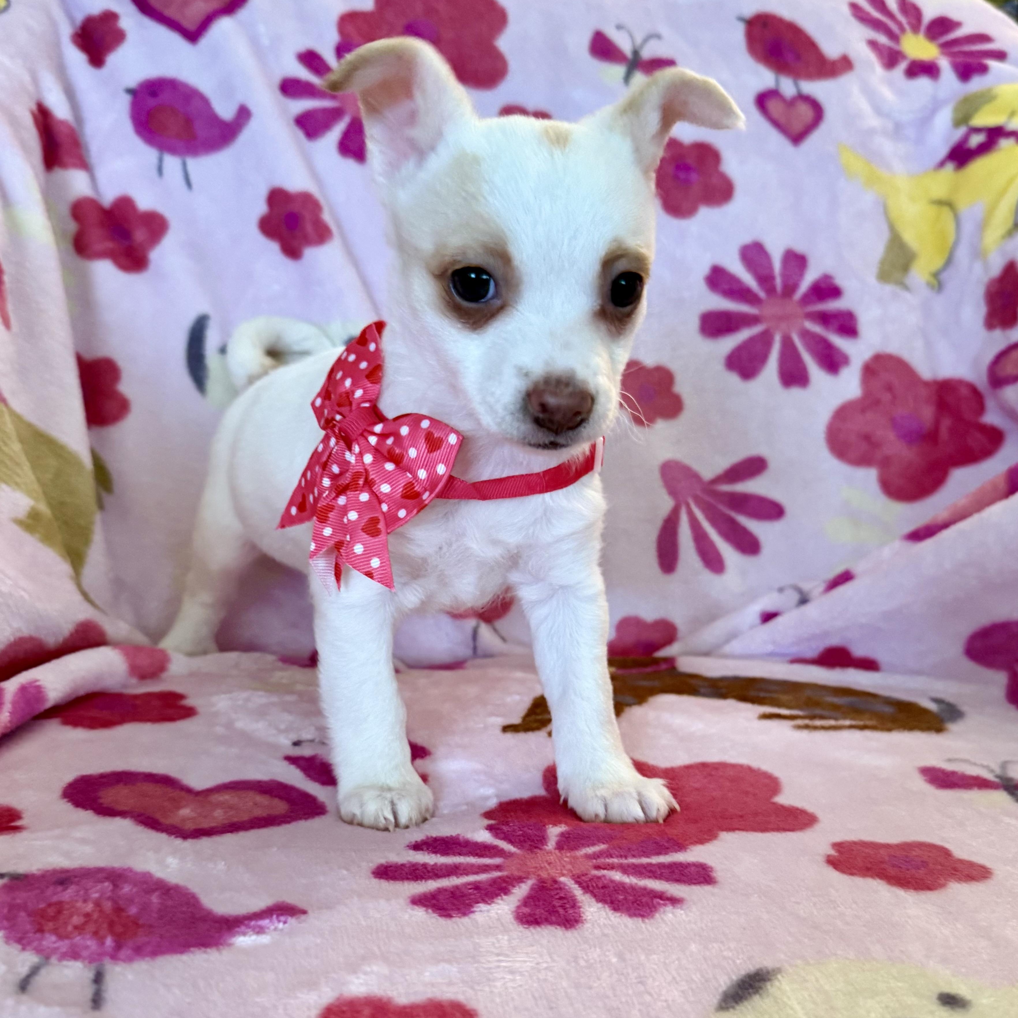 Opal, an adopted mixed breed in citrus heights, CA image 3/4