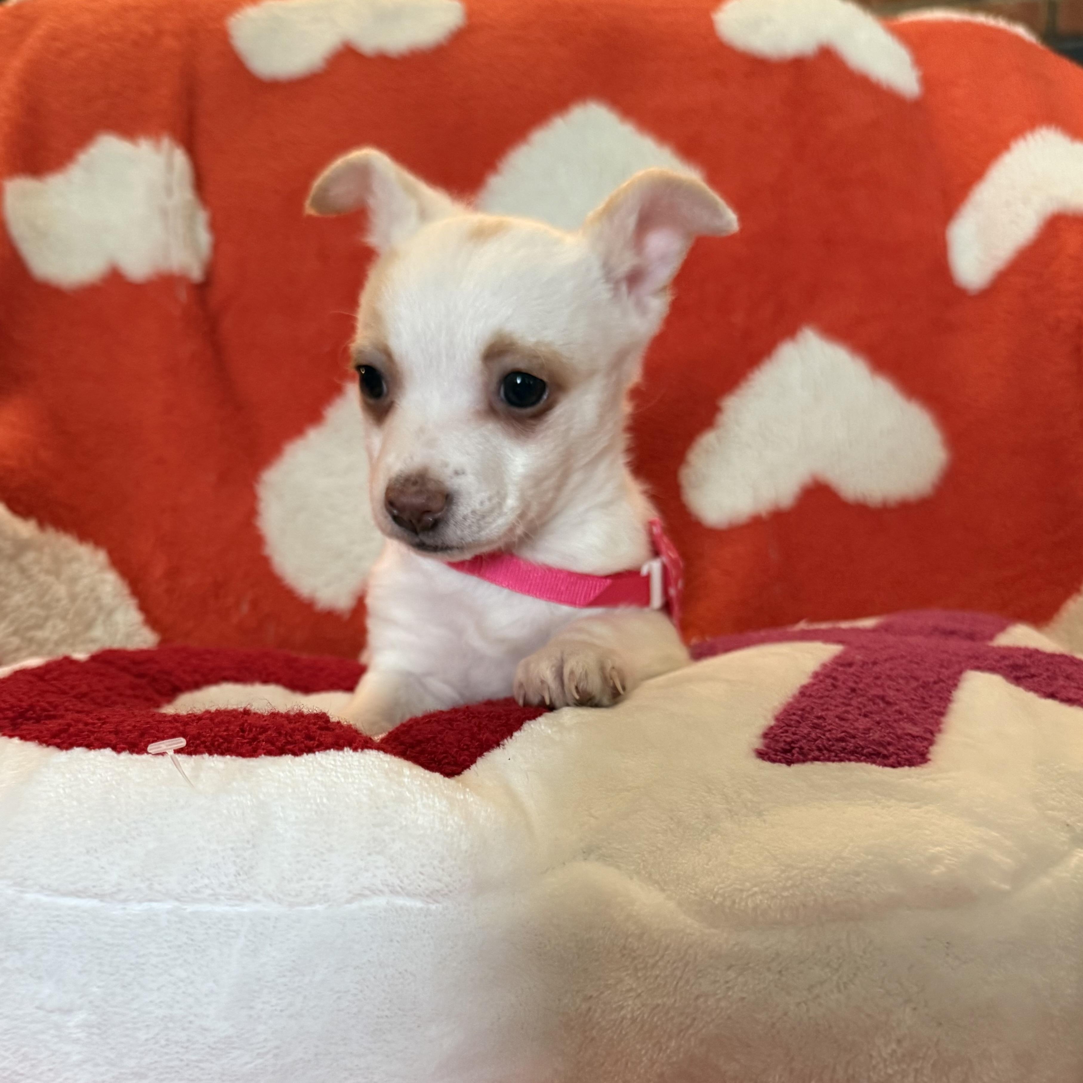 Opal, an adopted mixed breed in citrus heights, CA image 2/4