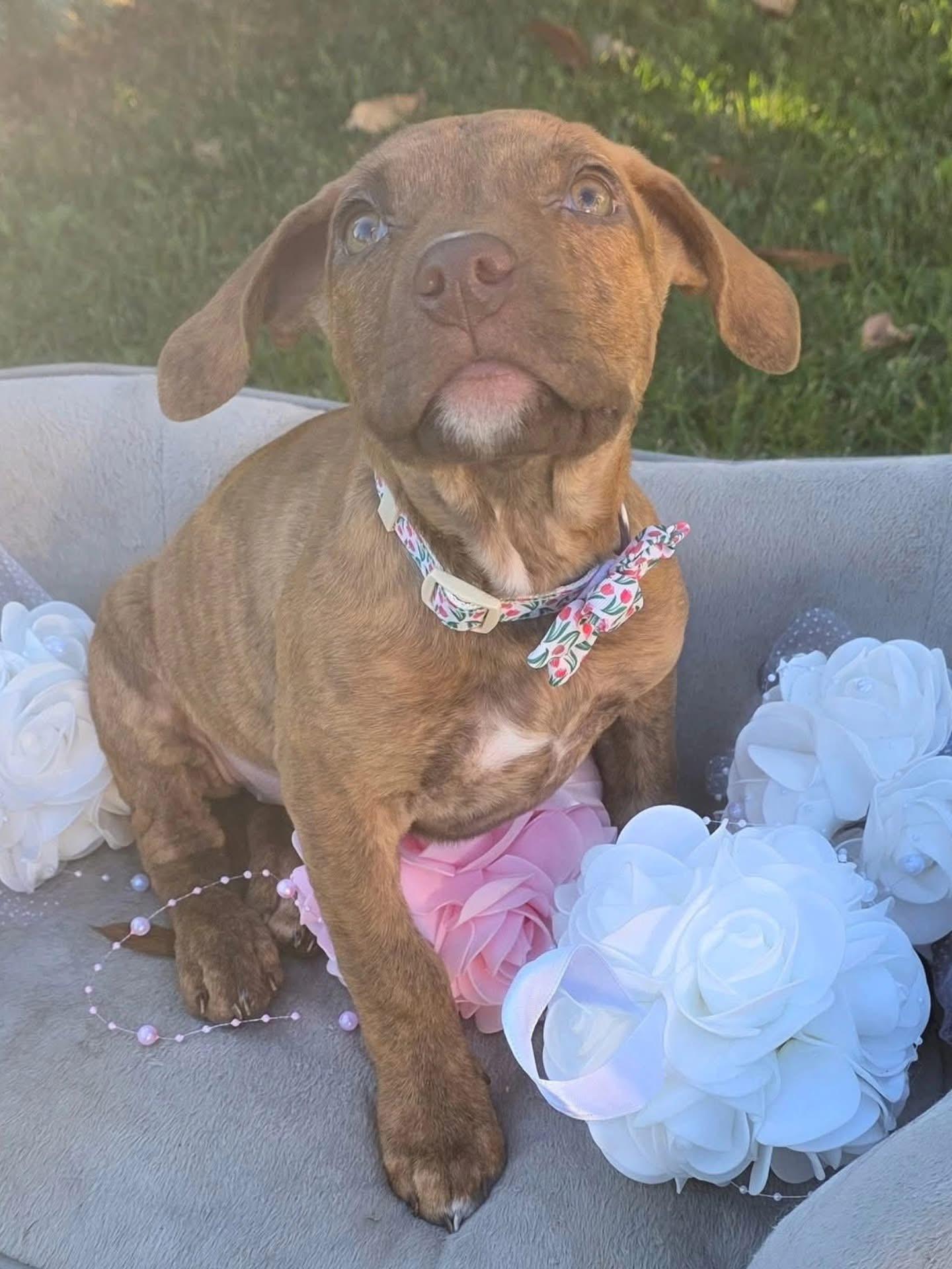 Enlarge Shakira, an adopted mixed breed in Dunnville, ON image 1/3