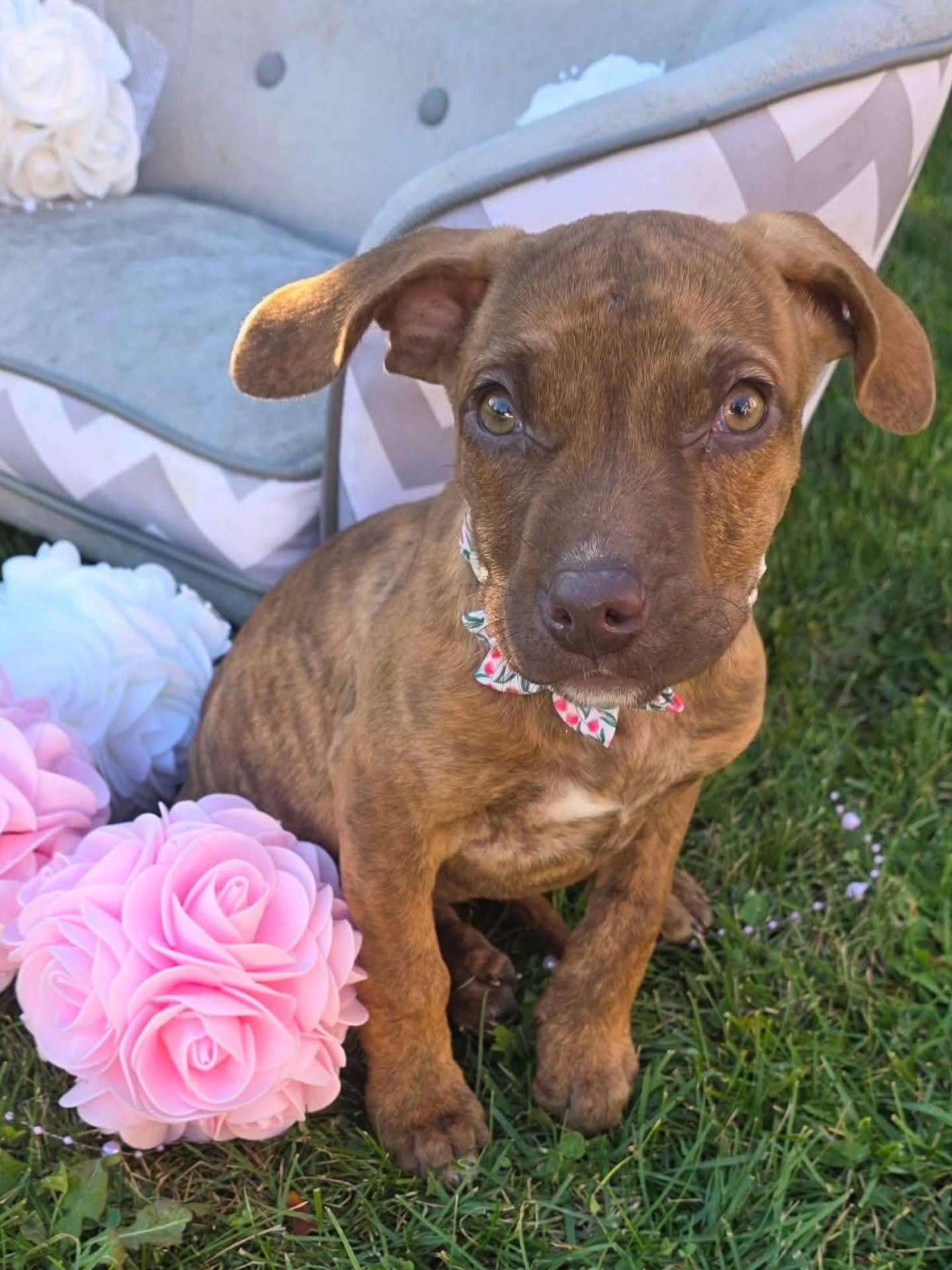 Enlarge Shakira, an adopted mixed breed in Dunnville, ON image 2/3