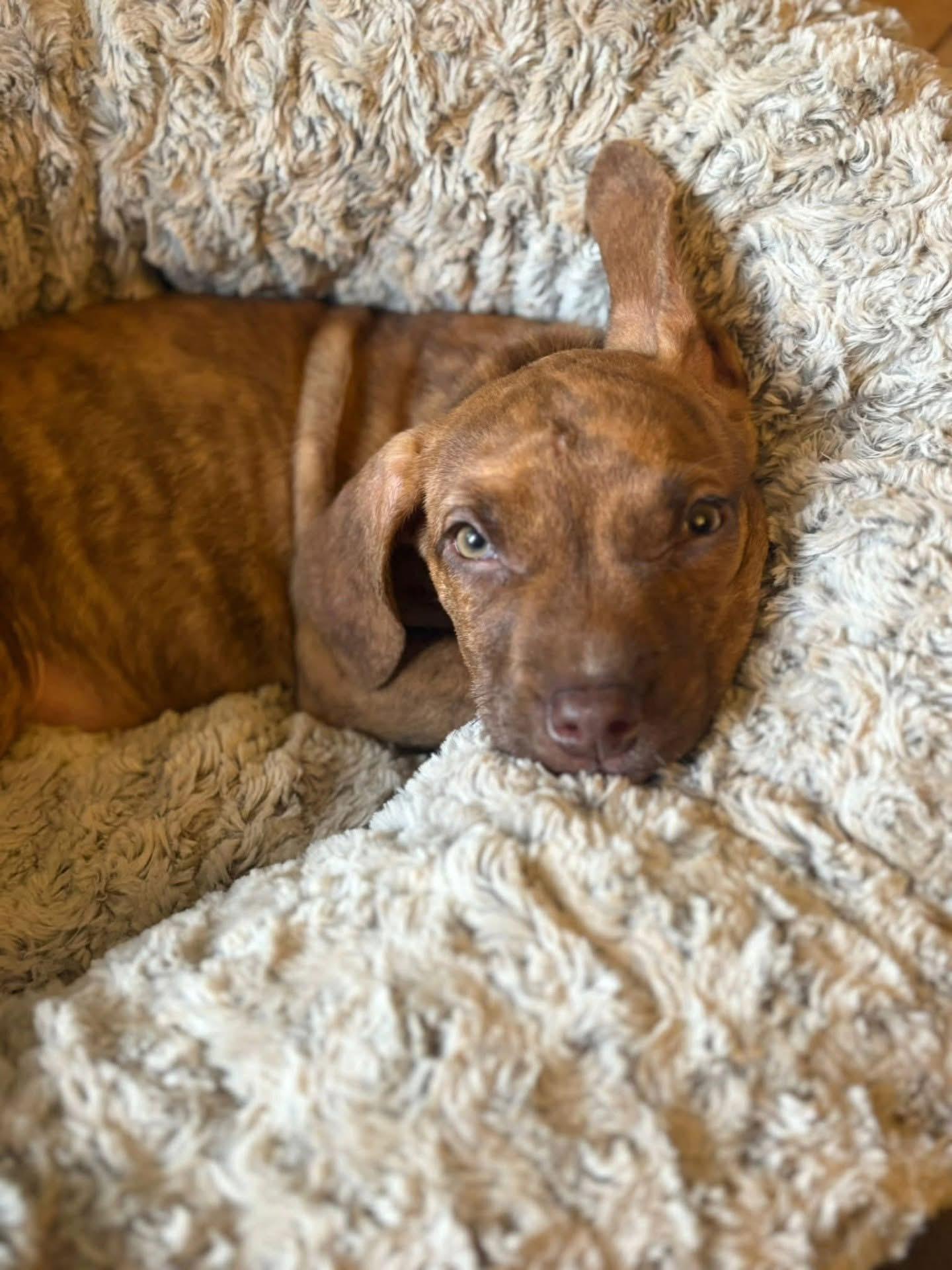 Enlarge Shakira, an adopted mixed breed in Dunnville, ON image 3/3