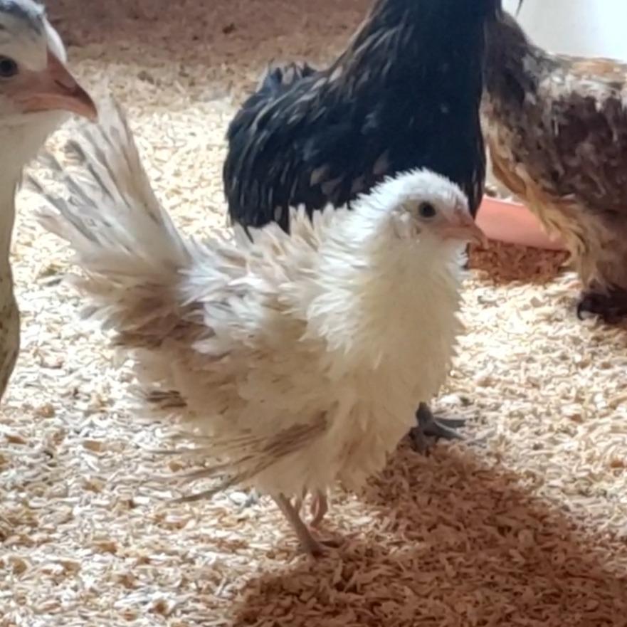 Georgette, Adoptable, Young Female Chicken.