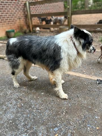 Enlarge Chauncey, a Adopted Australian Shepherd in Gum Spring, VA image 2/4