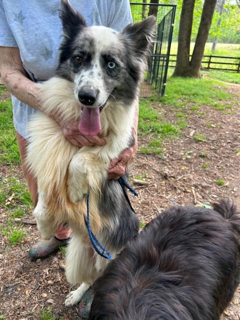Enlarge Chauncey, a Adopted Australian Shepherd in Gum Spring, VA image 3/4