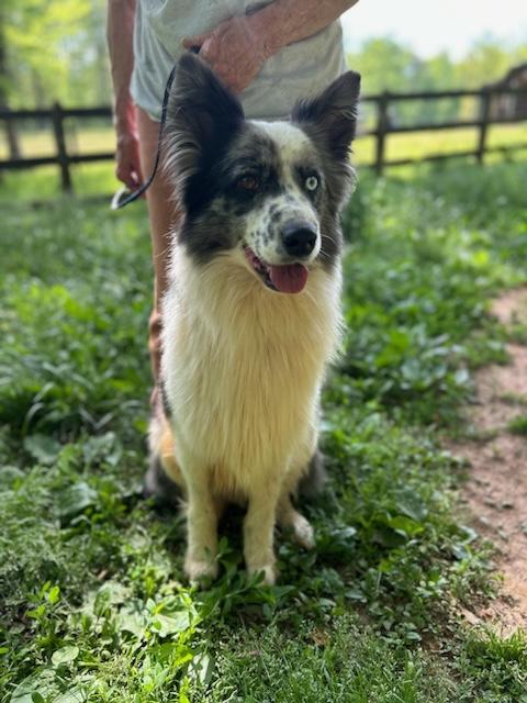 Chauncey, Adopted, Young Male Australian Shepherd.