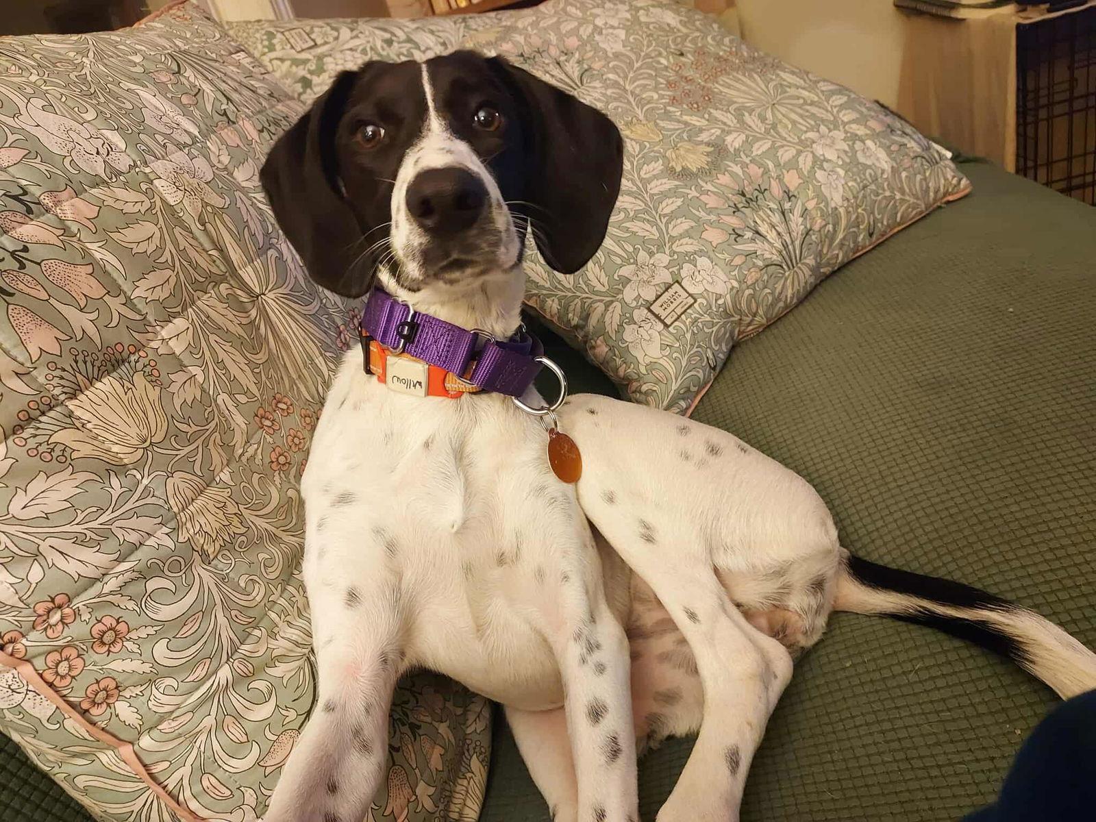 Enlarge WILLOW, a Adoptable English Pointer in Pomfret Center, CT image 1/3
