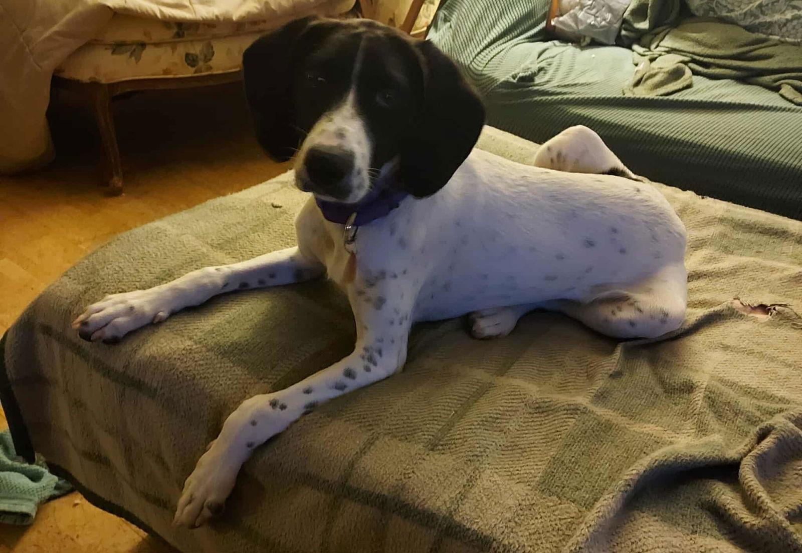 Enlarge WILLOW, a Adoptable English Pointer in Pomfret Center, CT image 2/3