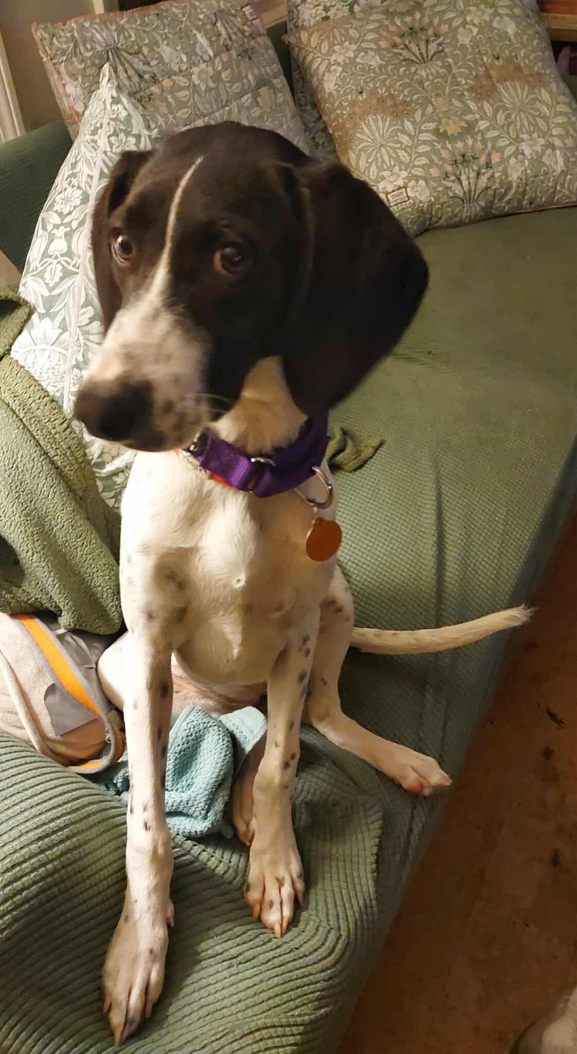 Enlarge WILLOW, a Adoptable English Pointer in Pomfret Center, CT image 3/3