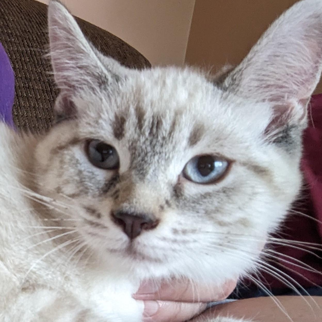 Annie @ Livonia PetSmart