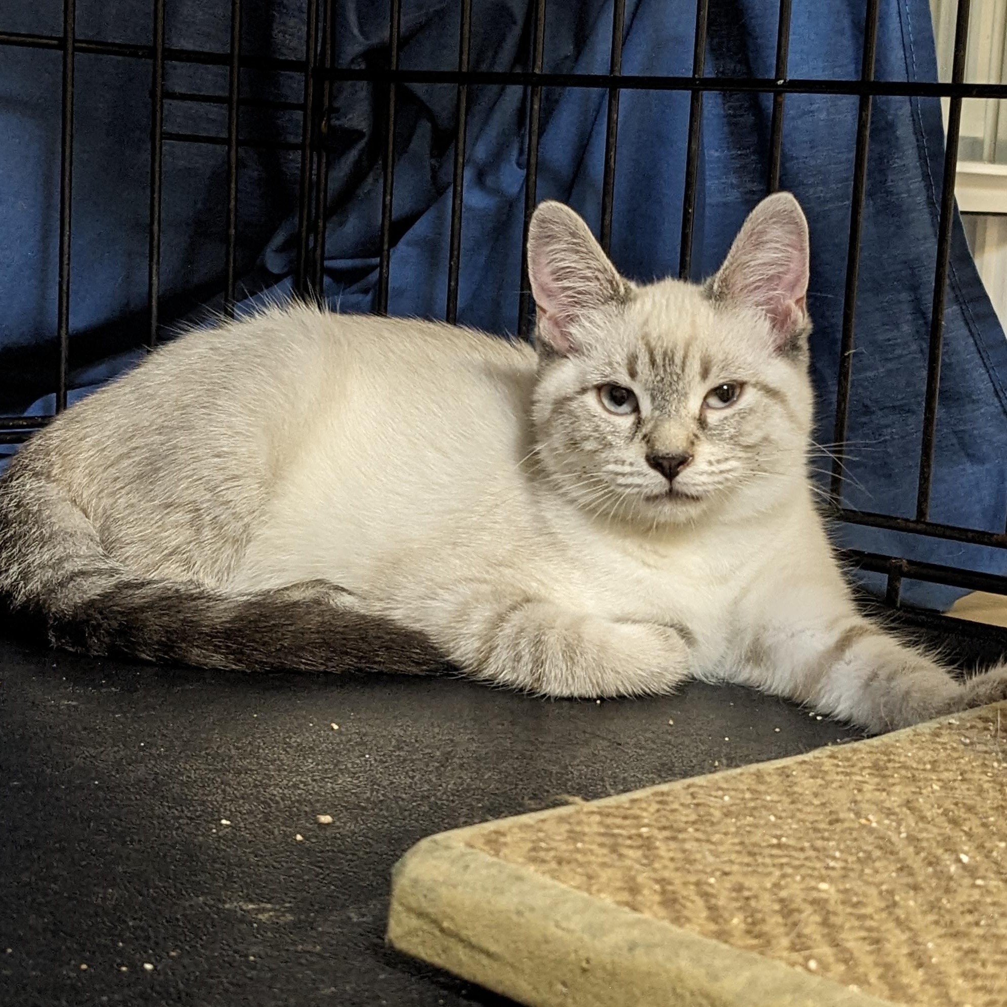 Annie @ Livonia PetSmart