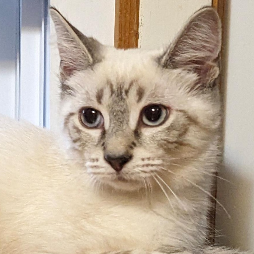 Annie @ Livonia PetSmart