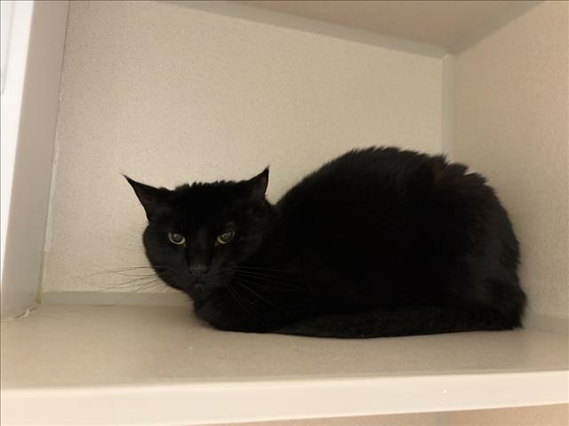 UMBREON, Adoptable, Adult Female Domestic Short Hair.