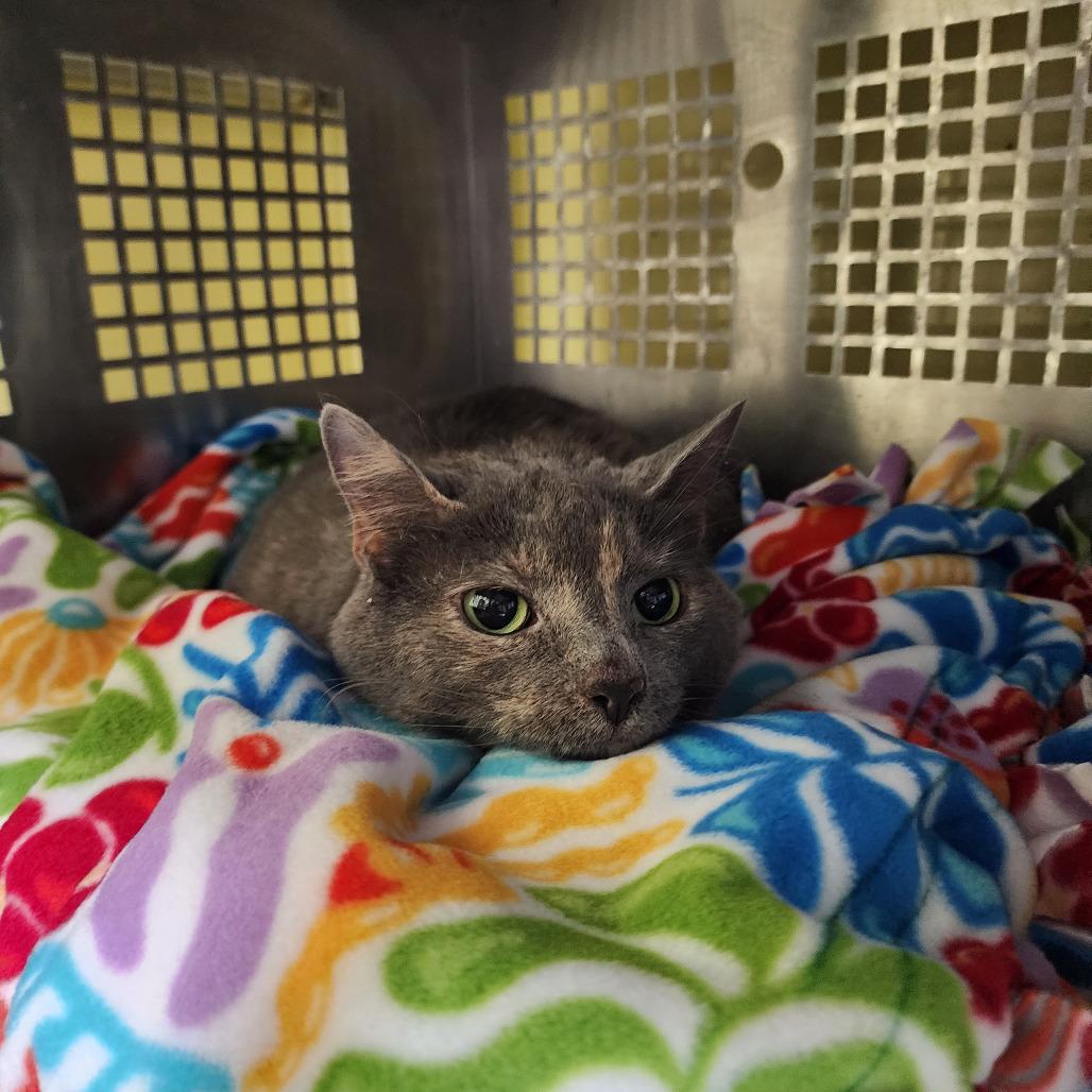Lucy, Adoptable, Senior Female Domestic Short Hair.