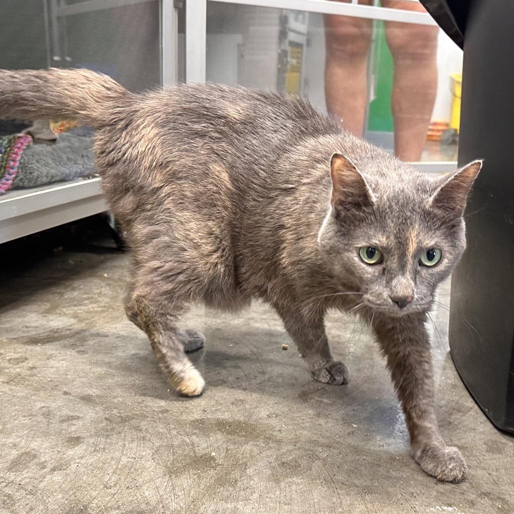 Enlarge Lucy, a Adoptable Domestic Short Hair in Mount Vernon, IN image 2/4