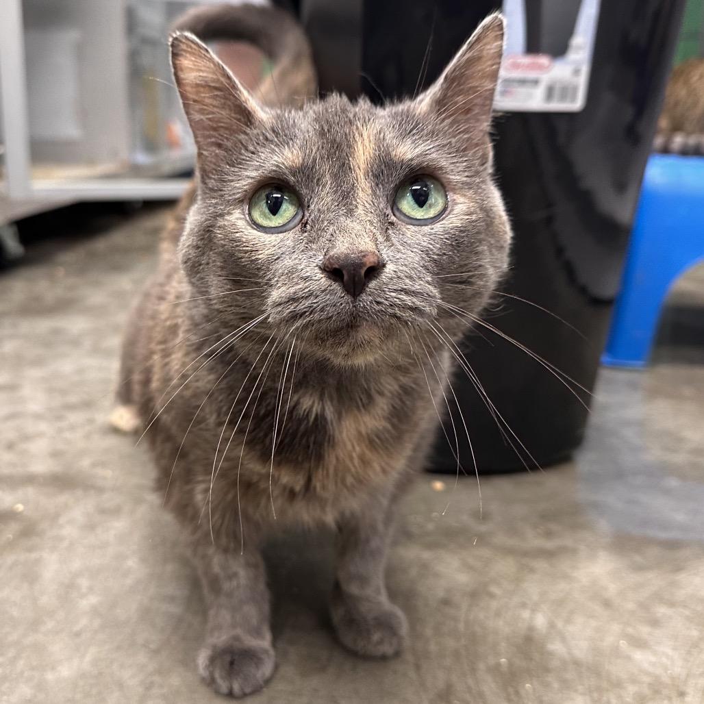 Enlarge Lucy, a Adoptable Domestic Short Hair in Mount Vernon, IN image 3/4