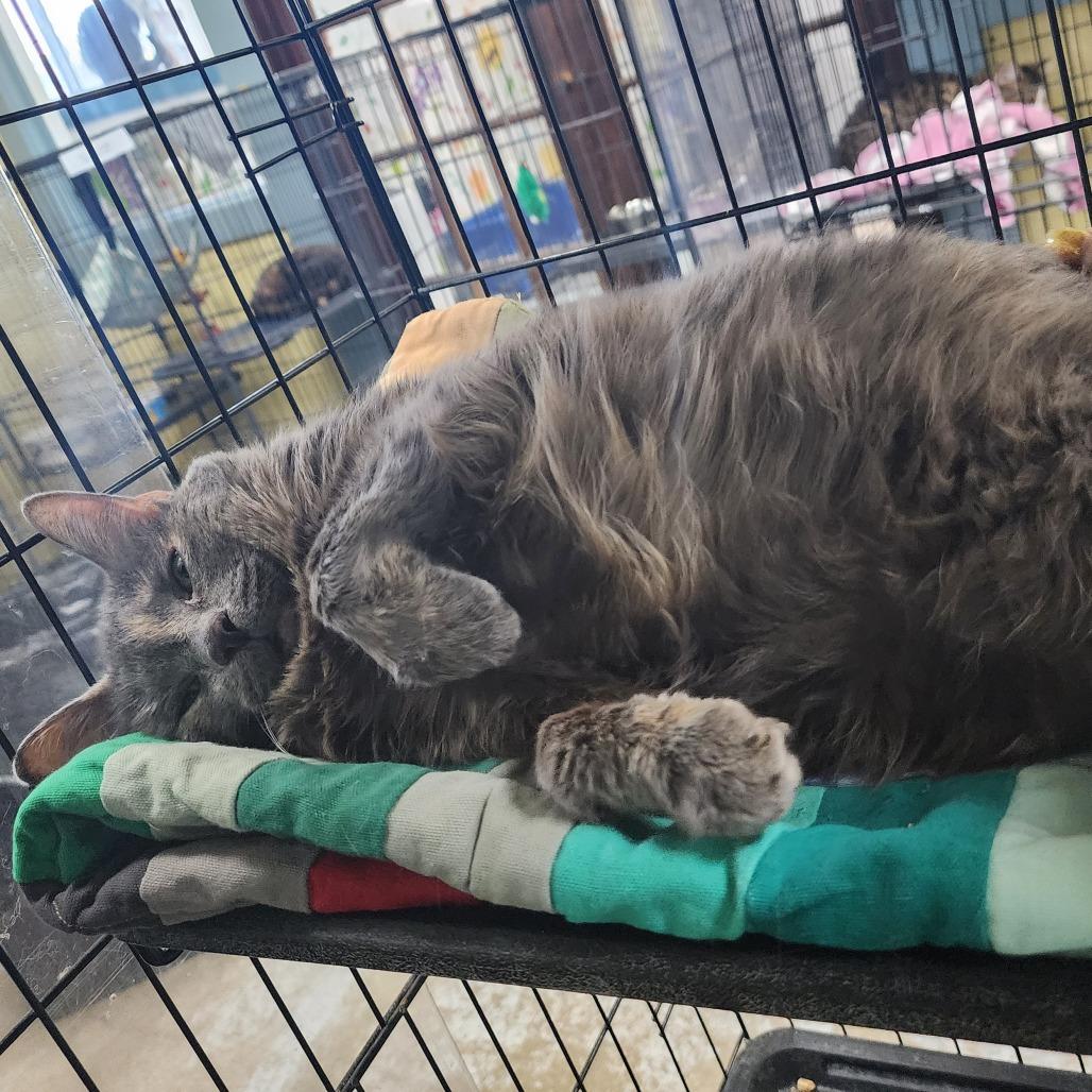 Enlarge Lucy, a Adoptable Domestic Short Hair in Mount Vernon, IN image 4/4