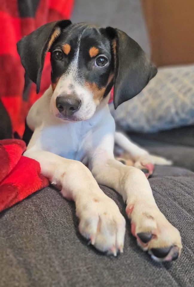 Paisley , ADOPTABLE, Puppy Female Terrier.