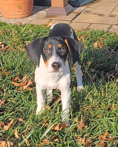 Enlarge Paisley , a ADOPTABLE mixed breed in GLEN MILLS, PA image 2/3