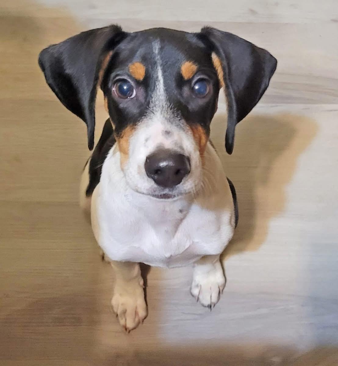 Enlarge Paisley , a ADOPTABLE mixed breed in GLEN MILLS, PA image 3/3